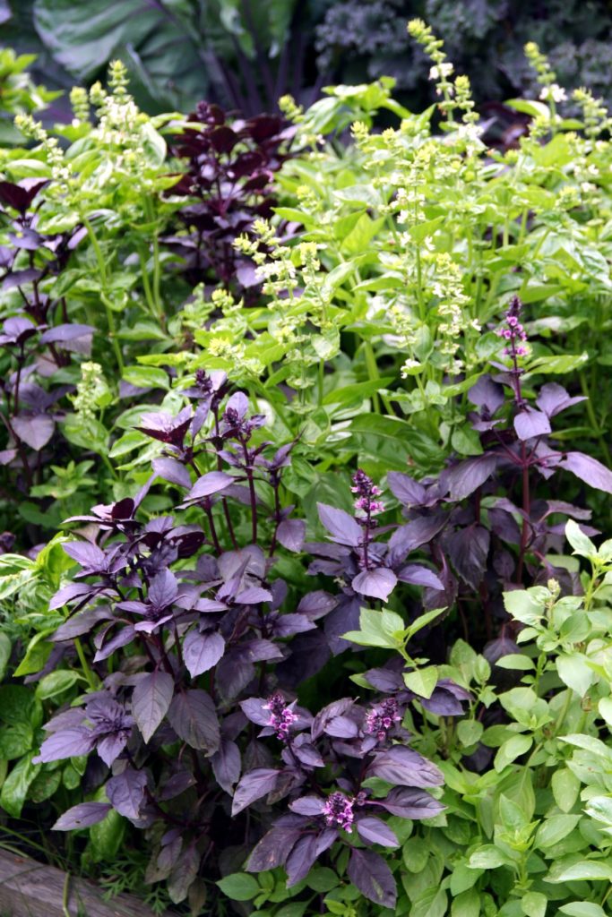 Purple basil