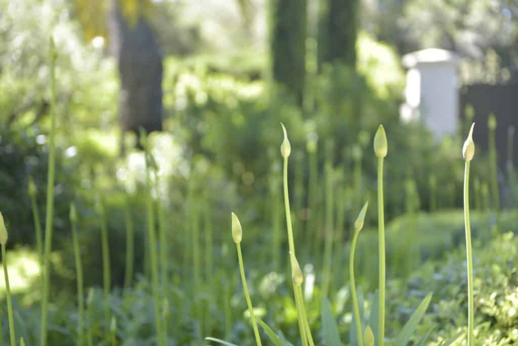Combien de temps faut-il pour réaliser un projet paysager complet ?