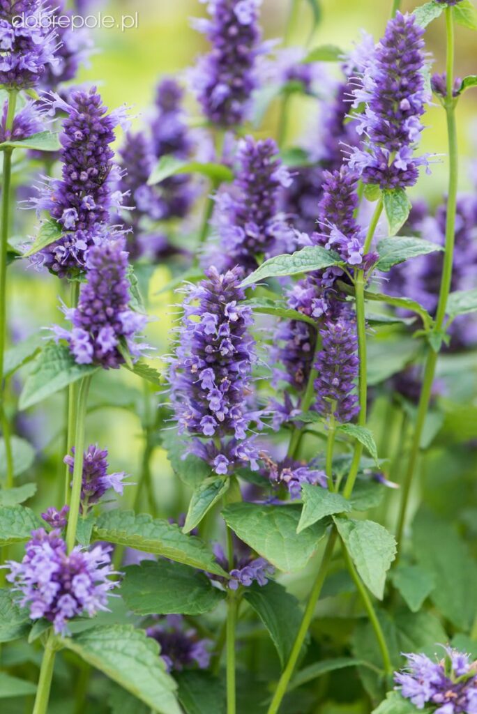 Agastache plant