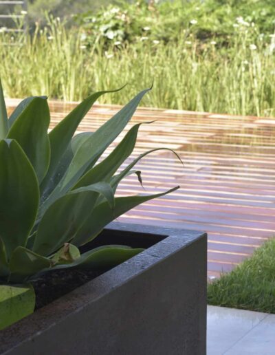 Potted agave on a wooden poolside deck