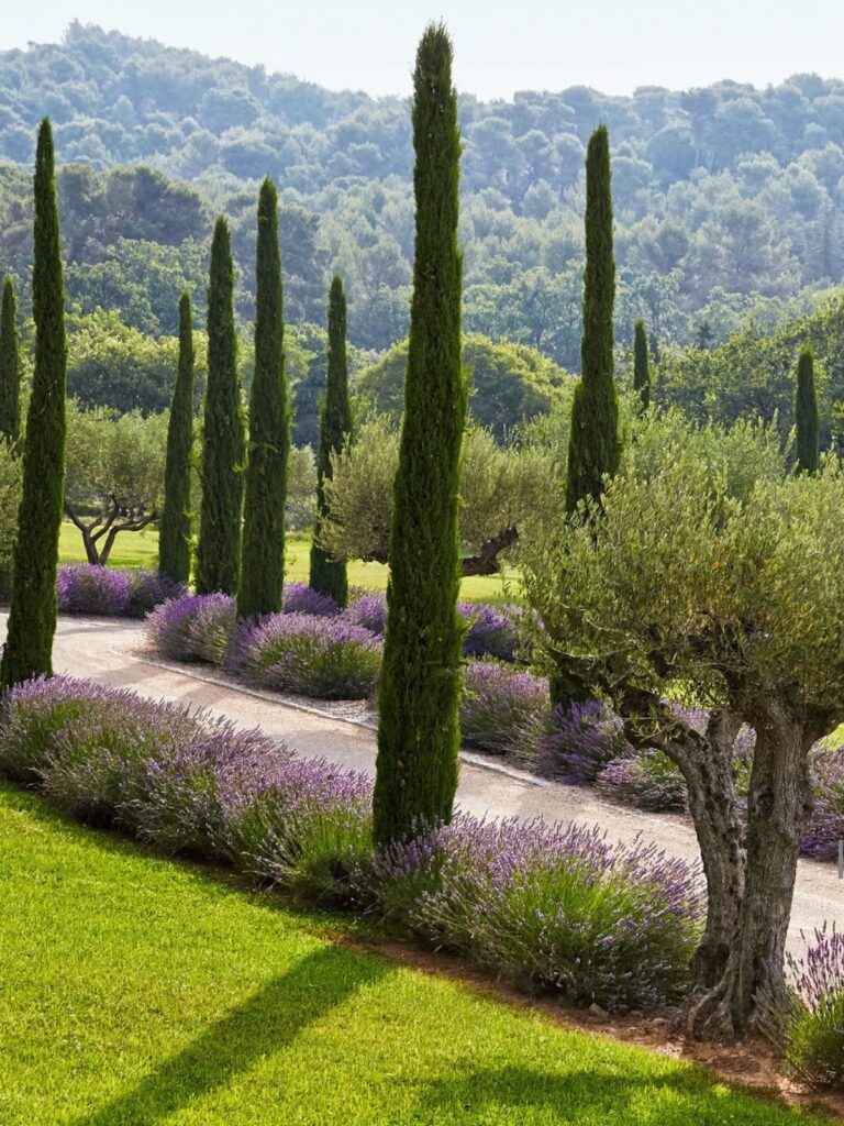 Allée jardin villa provençale bordée de lavande