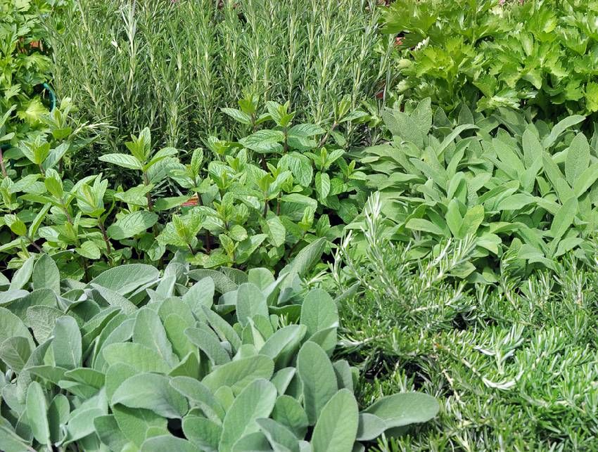 Aromates classiques