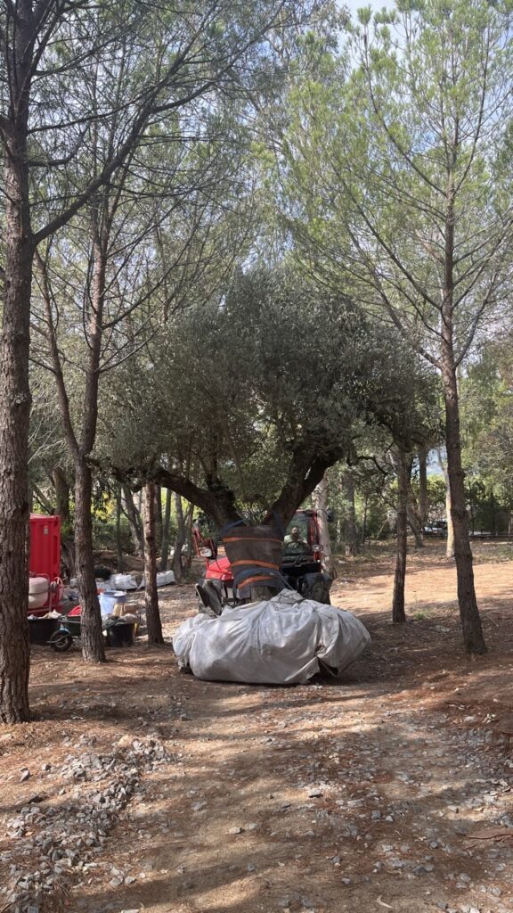 Tractor transporting a centuries-old olive tree to create an exceptional garden