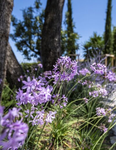 Close-up of purple flowers in a sunny Mediterranean garden