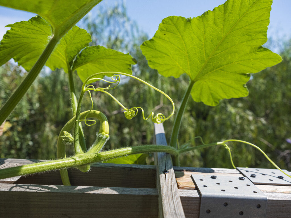 Feuilles de courges et stolons