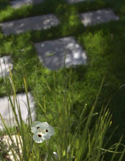 Fleur blanche en gros plan avec allée engazonnée en arrière-plan