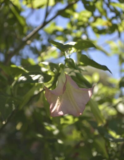 Fleur rose de datura en gros plan au milieu du feuillage