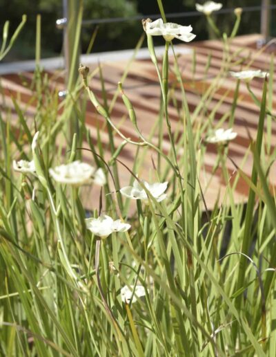 Fleurs blanches en gros plan près de la terrasse d’une piscine