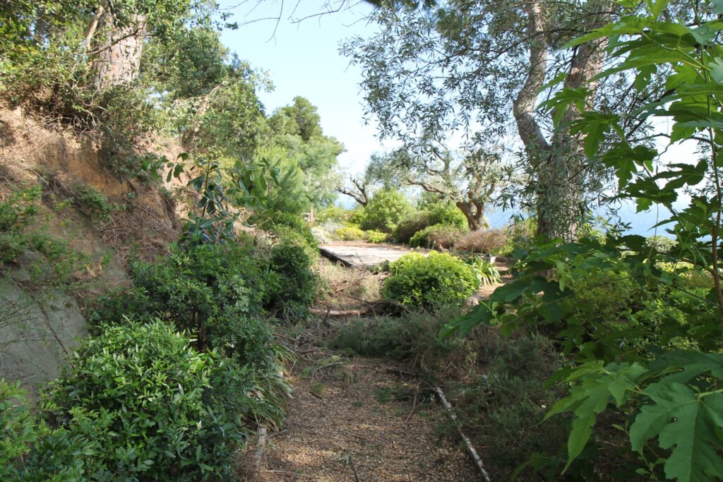Overgrown garden before the start of the landscape project