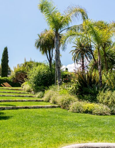 Stone staircase leading to a landscaped area bordered by palm trees