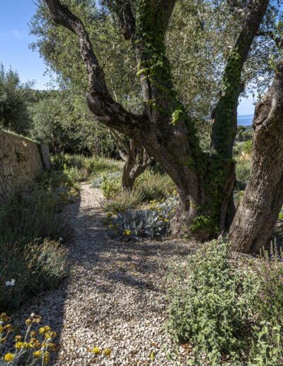 Gravel pathway winding between olive trees and Mediterranean planting