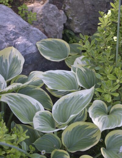 Feuillage panaché de hostas entouré de rochers et de végétation de jardin
