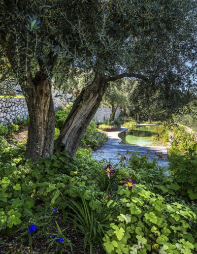 Jardin méditerranéen avec grands oliviers, massifs fleuris et vue sur un bassin naturel en contrebas