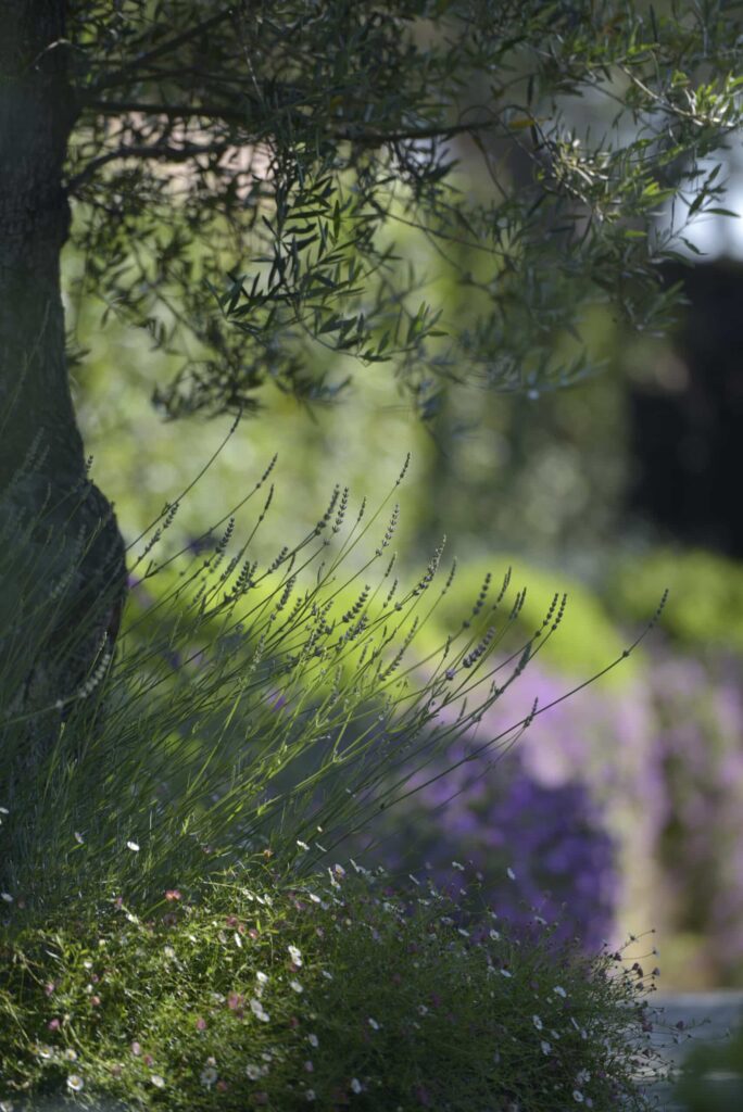 Brins de lavande sous un olivier, avec un arrière-plan lumineux et des fleurs violettes floutées