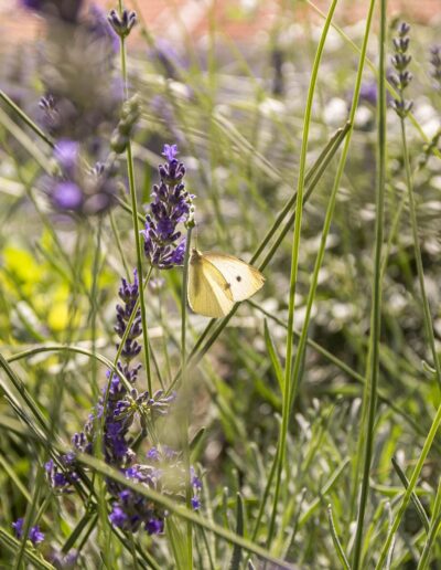 Gros plan d’un papillon posé sur un épi de lavande dans le jardin
