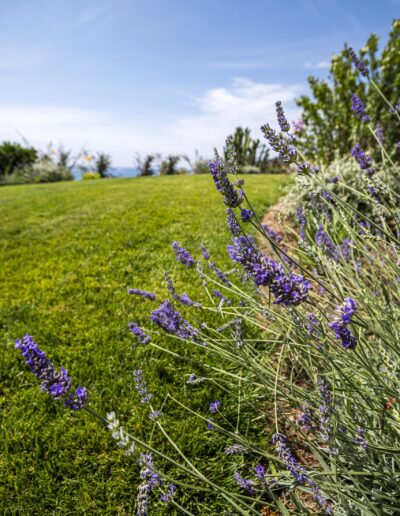 Lavender border along a lawn with an open view of the garden and sky