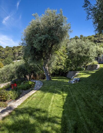 Large lawn bordered by stone terraces and olive trees in a Mediterranean garden