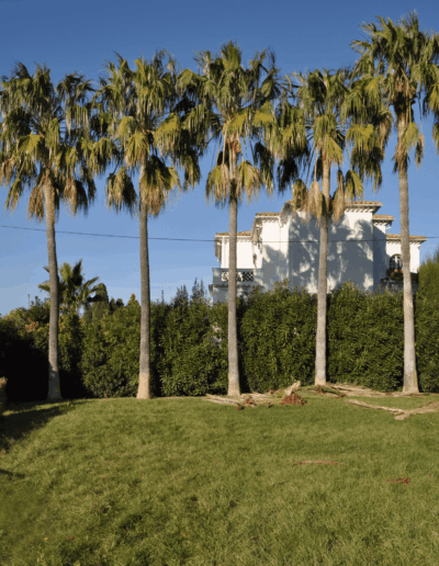 Main garden before landscaping, with uneven lawn and unstructured vegetation
