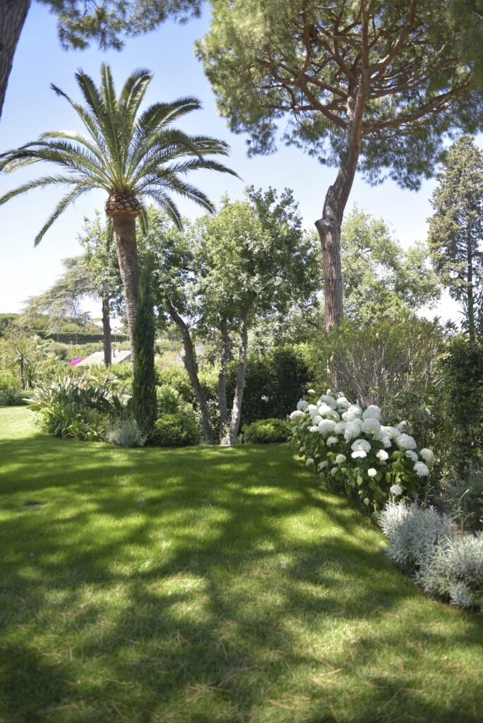 Lush lawn bordered by palm trees and Mediterranean garden plants