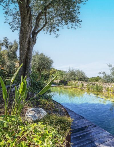 View of a natural pool bordered by Mediterranean plants, including a Strelitzia and flowering beds