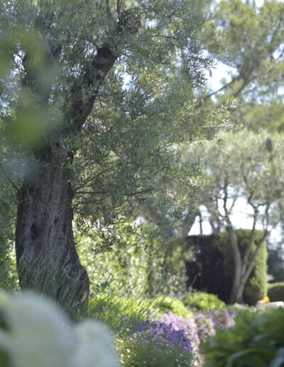 Mature olive tree surrounded by lavender and Mediterranean plantings in a sunlit garden