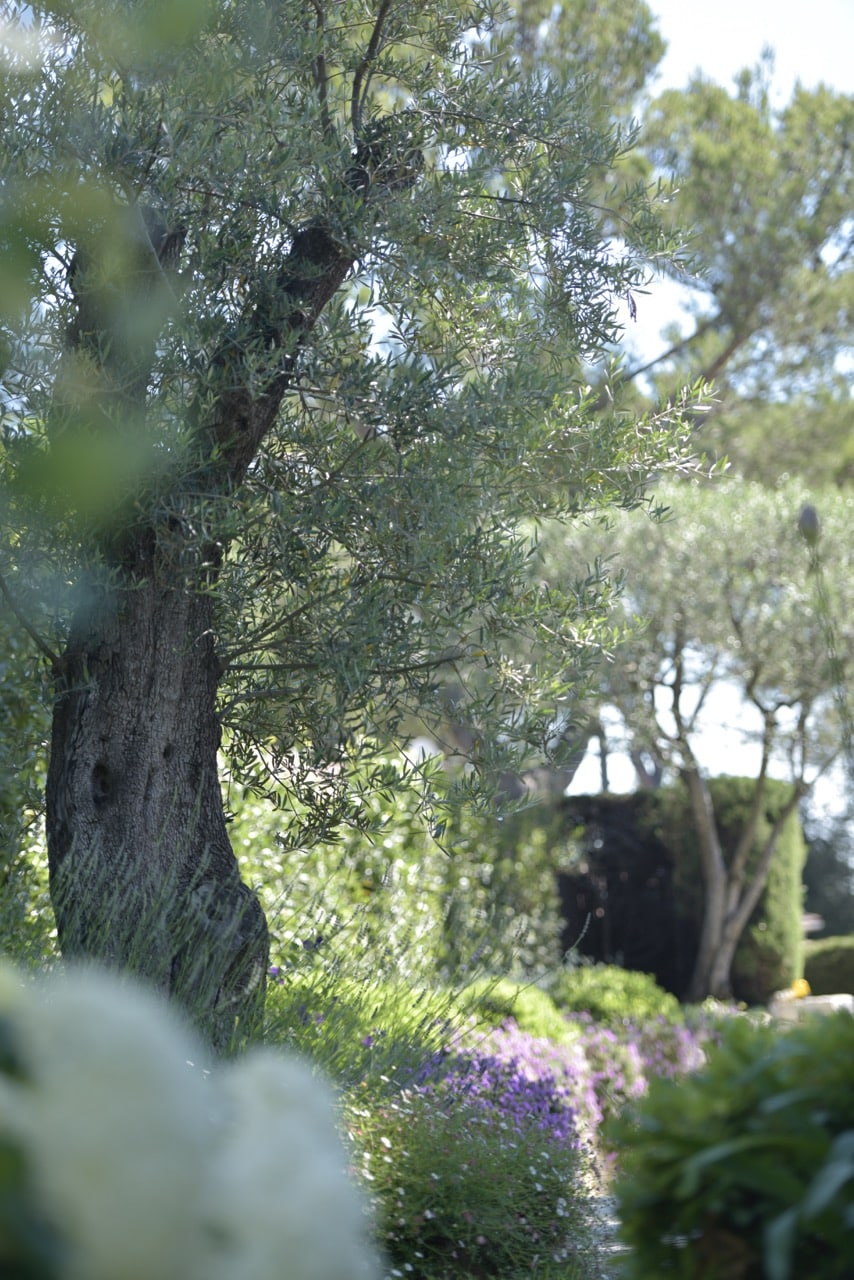 Olivier dans un jardin