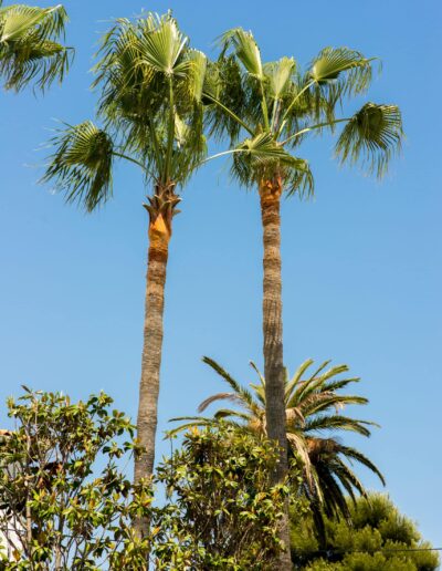 Majestic palm trees in a Mediterranean garden