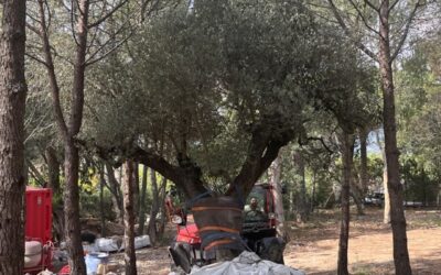 Plantation d&rsquo;oliviers exceptionnels