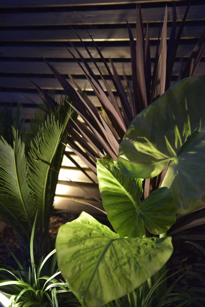 Gros plan sur des plantes exotiques éclairées en soirée contre un mur en bois