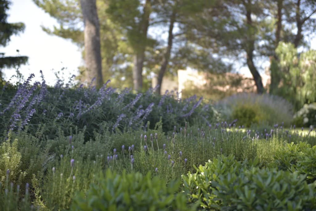 plantes pour une terrasse méditerranéenne
