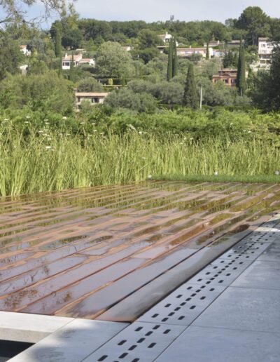 Massif de plantes aquatiques bordant la terrasse bois d’une piscine à débordement