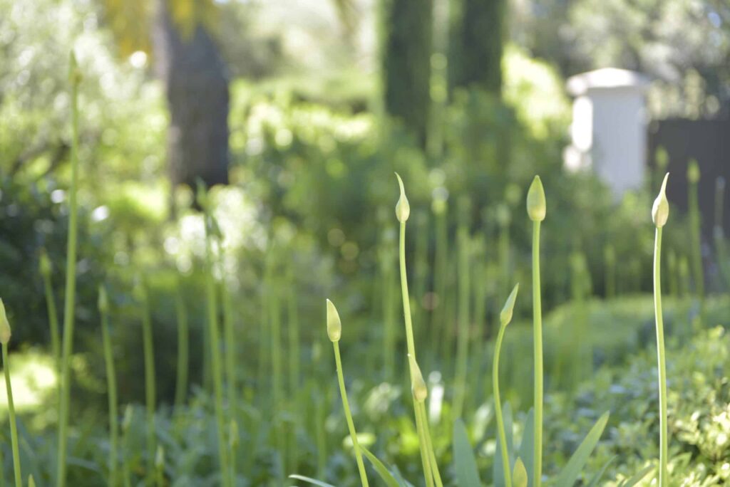 Pousses délicates dans un jardin