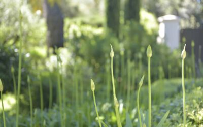 Combien de temps faut-il pour réaliser un projet paysager complet ?