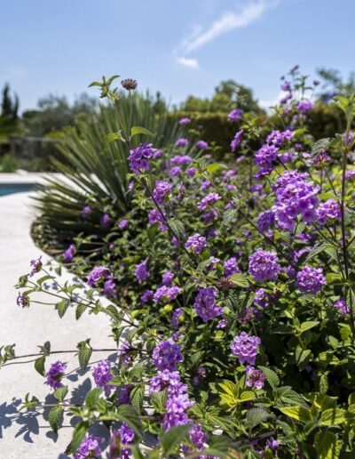 Purple flower bed along a poolside in a Mediterranean garden