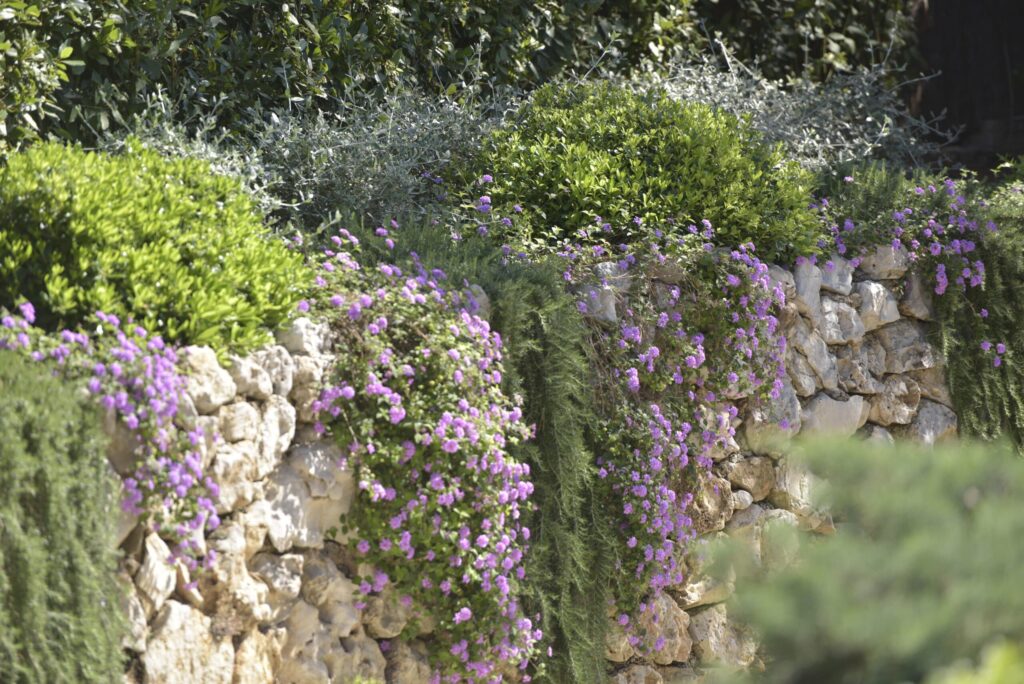 Mur en pierre sèche couvert de végétation retombante et de fleurs violettes dans un jardin méditerranéen