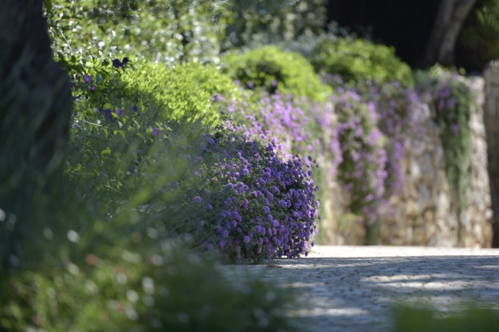 Romantic pathway with fragrant plants