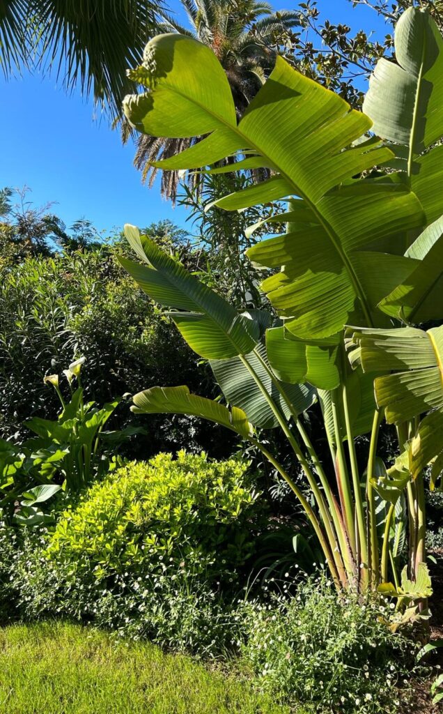 Large plants, strelitzia in a Mediterranean garden