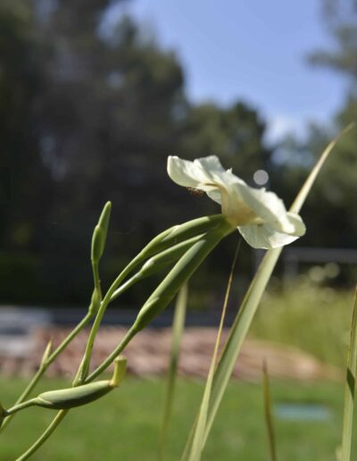 Close-up of a white flower with green buds in a sunlit garden background