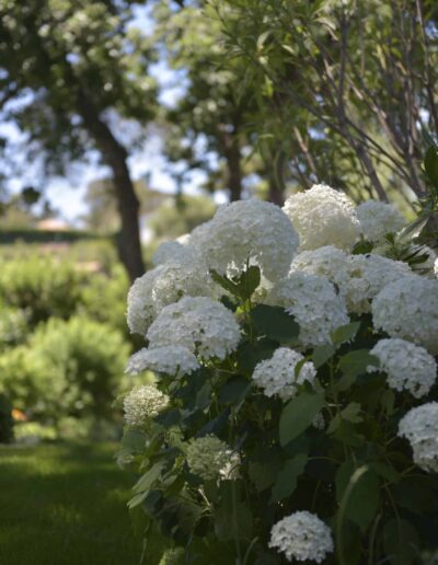 Cluster of white hydrangeas blooming in a lush garden setting