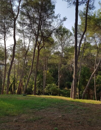 Woodland clearing before landscaping, natural open space surrounded by pine trees