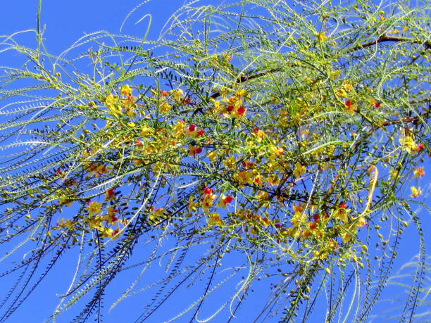 Parkinsonia aculeata 