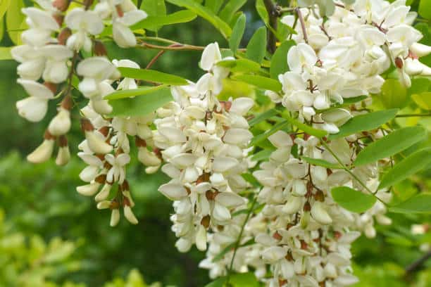 Styphnolobium-japonicum-‘Pendula