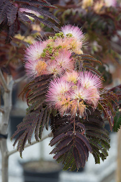 Albizia julibrissin summer chocolate 