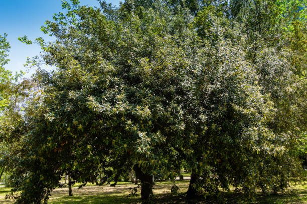 Fastigiate Holm Oak
