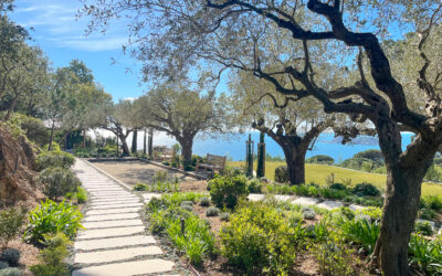 Rare tree species for an exceptional Mediterranean garden