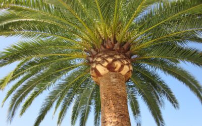 Red palm weevil: 20 Years of action on the French Riviera